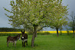 © fStop - Donkeys standing under spring tree on farm