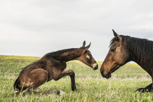 Beautiful Brown Horse Mare And Foal Face To Face In Field
