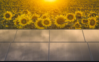 Wall Mural - Solar panels on the background of sunflowers