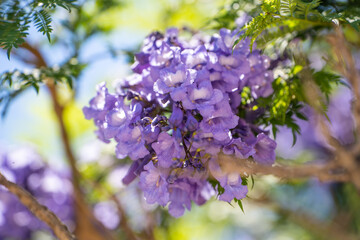 Canvas Print - Jacaranda mimosifolia tree with purple-blue flowers, Fremont Central Park