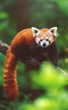 Red Panda In Tree