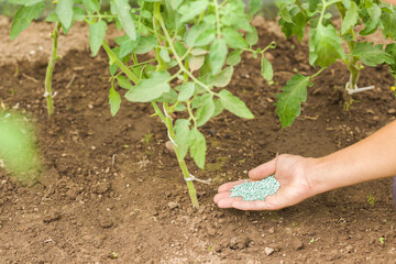 Young adult woman palm holding complex fertiliser granules for green tomato plant in greenhouse. Closeup. Root feeding of vegetable.