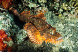 Fototapeta Do akwarium - Scorpion fish