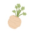 Celery root with leaf. Icon of celeriac herb. Raw fresh vegetable. Aromatic food plant. Colored flat vector illustration isolated on white background