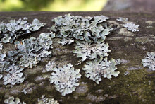 Gray Lichen On A Tree With Small Bushes