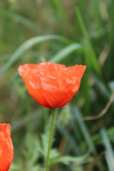 Wall Mural - red poppy flower