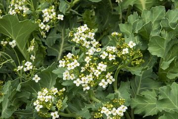 Wall Mural - Crambe maritima - seakale