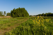 Grasland In Rottige Meente, Grassland At Rottige Meente