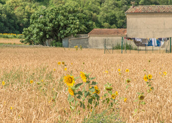 Poster - Tournesols et céréales aux Mées, Alpes-de-Haute-Provence, France