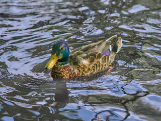 A duck swimming in a pond of a city park