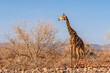 Giraffe (giraffa camelopardalis) foraging on a Camelthorn tree (Vachellia erioloba) in the dry season in northwest Namibia