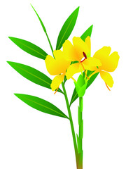 Canvas Print - Zingiber officinale ginger flowers with leaves on a white background.