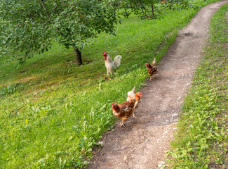 Wall Mural - rooster and chickend 