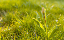 Young Green Tulip Flower On The Green Summer Meadow.