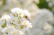 © GharvasSTDO - Close-up of white cutter flowers and bee