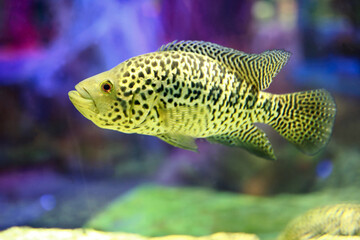 Cichlasoma managuense fish