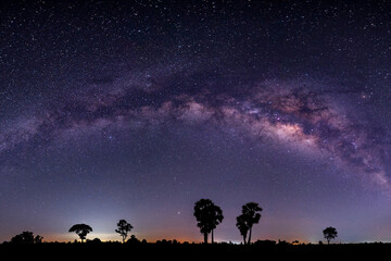 Wall Mural - blue night sky.palm tree and complete milky way and star on dark background.with grain and select wh