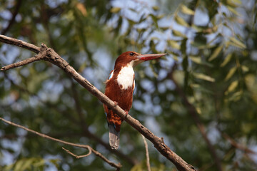 Wall Mural - White throated kingfisher, Halcyon smyrnensis, Satara, Maharashtra, India