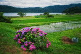 Fototapeta Kwiaty - 水田の近くに咲く紫陽花と滋賀県の余呉湖が見える風景