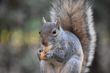 Close-up Of Squirrel