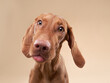 © Anna Averianova - funny dog shows tongue. Hungarian vizsla on a beige background