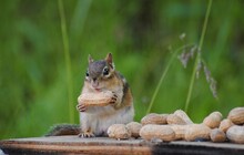 Close-up Of Squirrel Eating Peanut