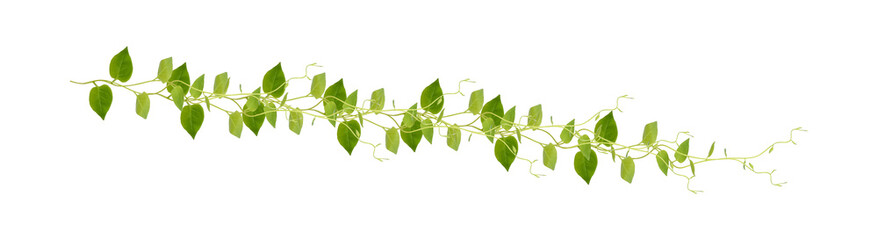 Wall Mural - Heart shaped green leaves climbing vines ivy of cowslip creeper (Telosma cordata) the creeper forest plant growing in wild isolated on white background, clipping path included.