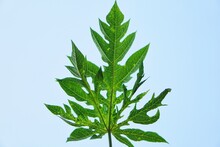Close-up Of Plant Papaya Leaf Gainst White Background