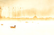 © AGAMI - Grauwe gans, Greylag Goose, Anser anser