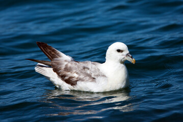 Wall Mural - Noordse Stormvogel, Northern Fulmar, Fulmarus glacialis