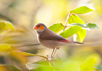 Wall Mural - Oranjekaakje, Orange-cheeked Waxbill, Estrilda melpoda