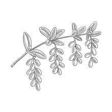 Vector Drawing Branch Of Barberry With Leaves And Berries, Hand Drawn Vintage Illustration