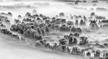 Poster - Fine art landscape at dawn, the foggy forest