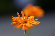 Close-up Of A Blooming Orange Marigold Blossom With Raindrops