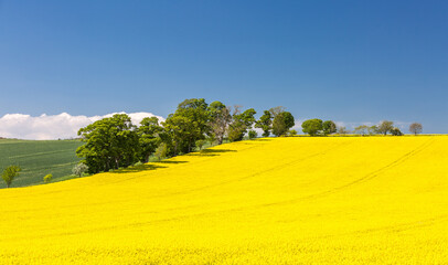 A vibrant and colorful scene in Northumberland of a yellow Rape Seed Field with trees silhouetted against a near cloudless blue sky