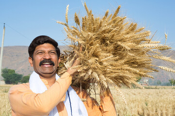 Farmer carrying bunch of wheat crop on agriculture field