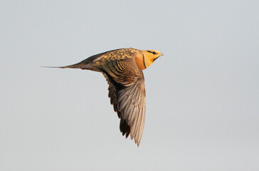 Wall Mural - Witbuikzandhoen, Pin-tailed Sandgrouse, Pterocles alchata