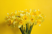Bouquet Of Yellow Daffodils On A Yellow Background. The Concept Of Minimalism And Monochrome