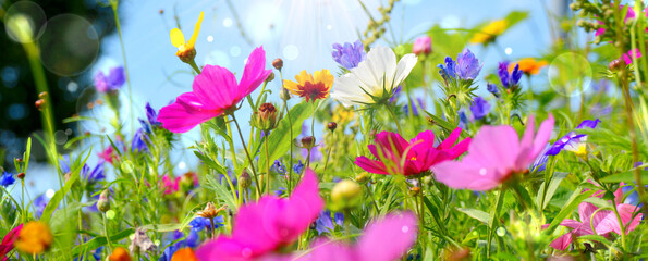 Wall Mural - Flower meadow background panorama - Colorful wild flowers