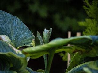 Hosta Flower Bud