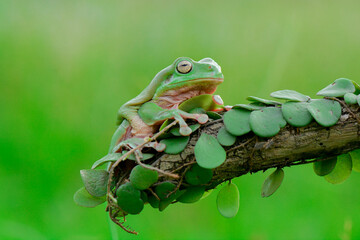 Wall Mural - green frog