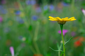 Beautiful small yellow daisy flowers in the garden