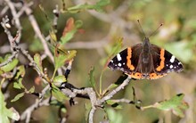Red Admiral Butterfly On A Branch In Fall Season