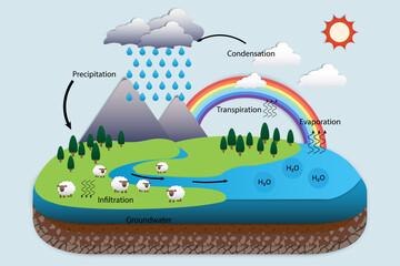 Wall Mural - Diagram of Water cycle, Hydrologic cycle, Biogeochemical cycle for education chart,Soil layers and nature on the earth