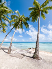Wall Mural - summer vacation on a tropical beach with palm trees and hammock