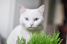 White Cat With Blue Eyes Eating Grass At Home.
