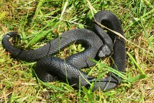 Black Viper Snake On Grass Background, Closeup