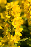 Fototapeta Na ścianę - beautiful flower of yellow color