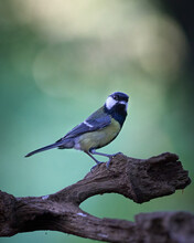 A Great Tit Perched On A Stump