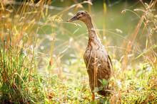 Brown Duck Walks In A Beautiful Golden Evening Light Background, In Which Shine Various Plants
